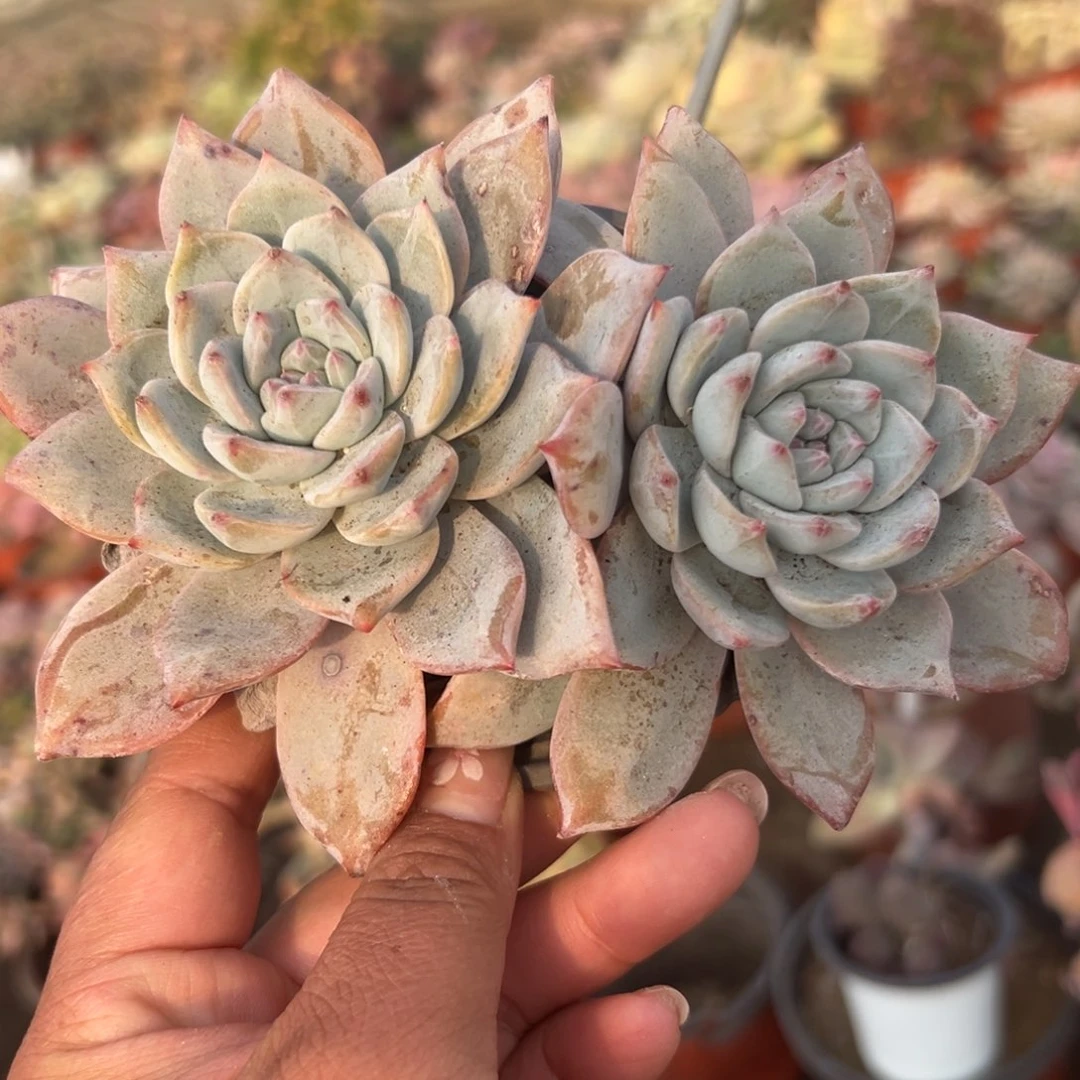 多肉植物多肉植物