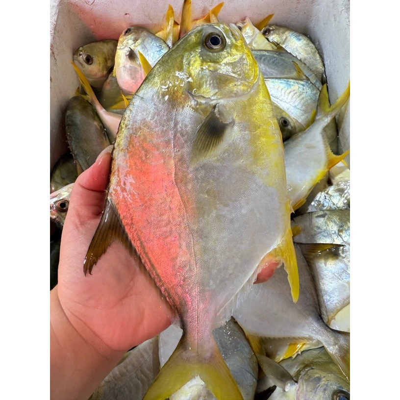 深海金鲳鱼 海鱼 当日新鲜碎冰发 海金鲳鱼 4.8-5.2斤#