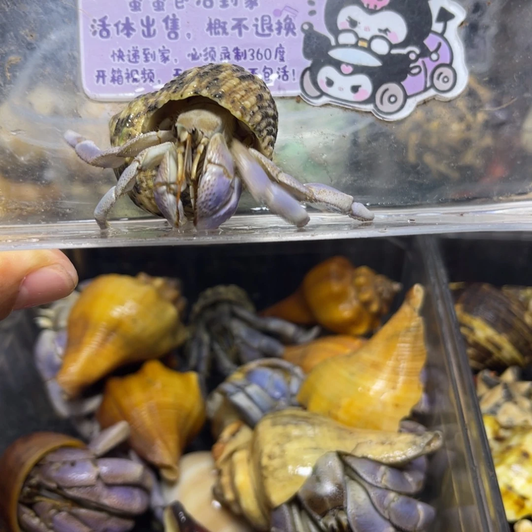 蓝里拉寄居蟹2.3口包活到家