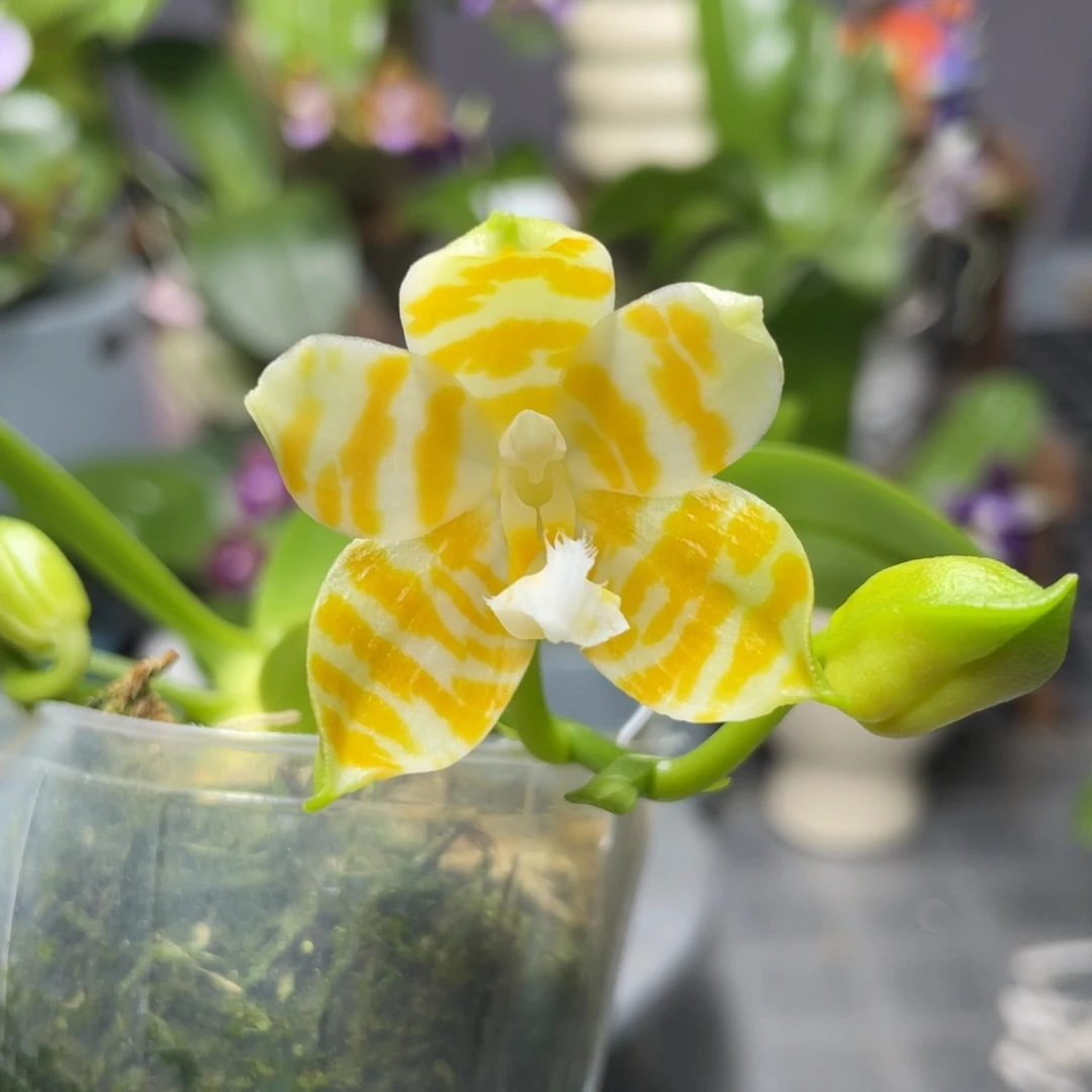 完全开放黄金斑马，2.5杯开花株