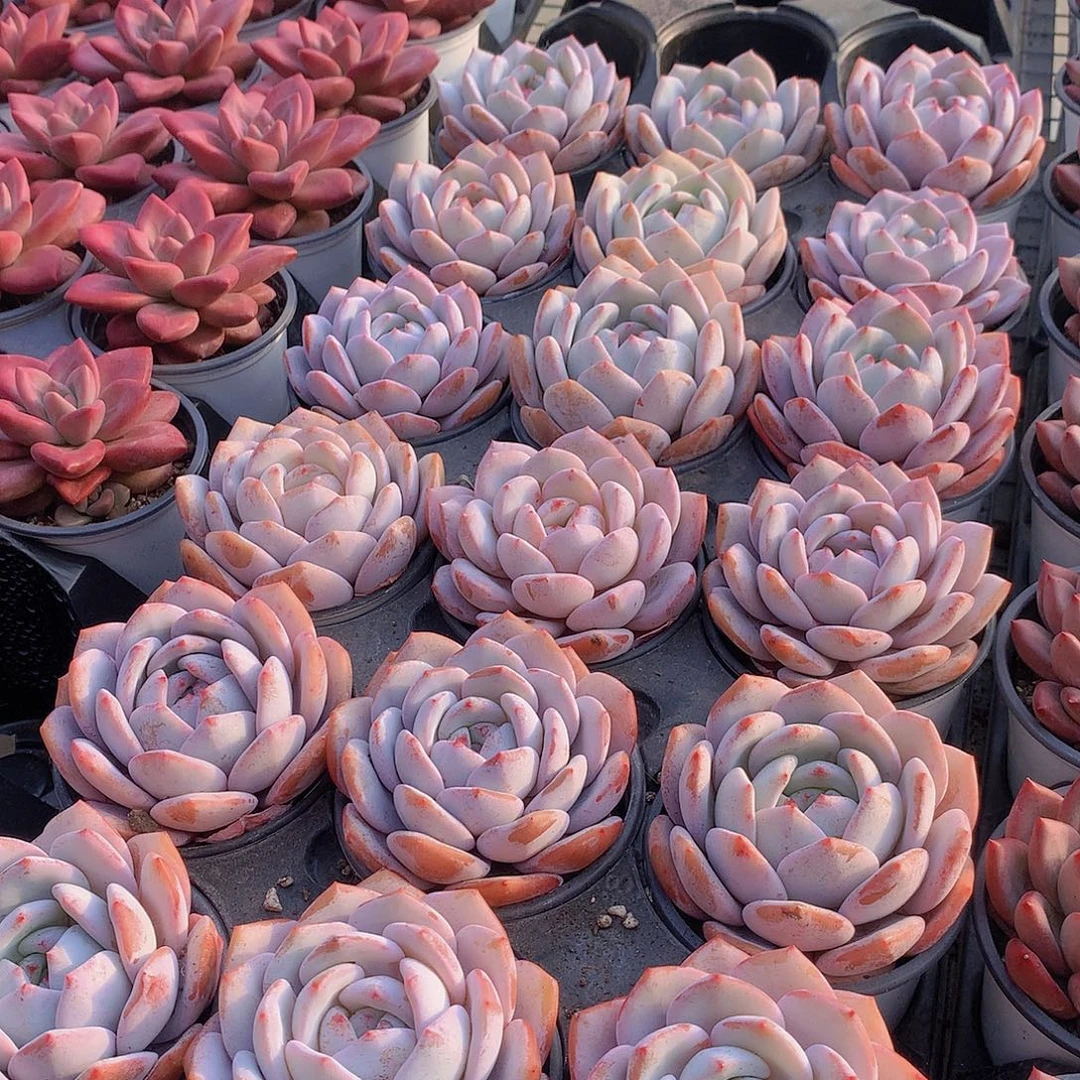 奶盖00000000000000000