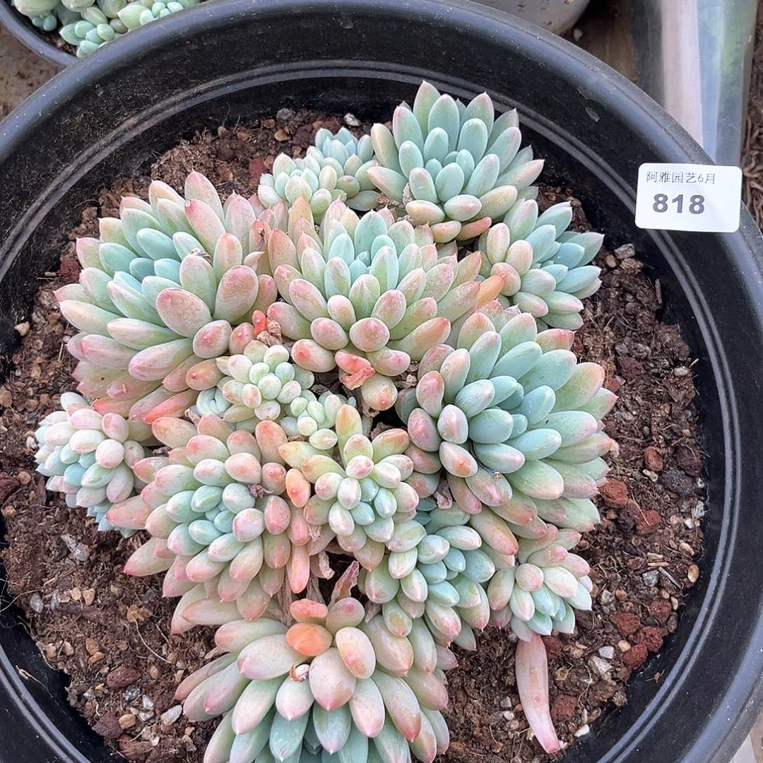 阿雅园艺。   818奶糖