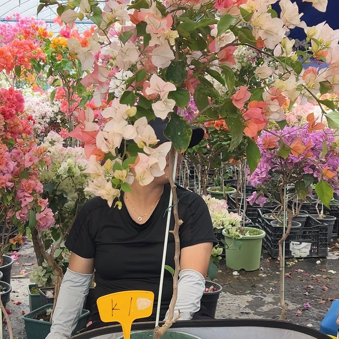 夏***️大部分花苞少量开放K1橙口红