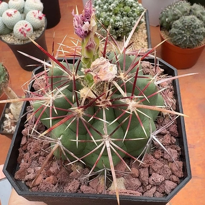 大统领仙人球1234