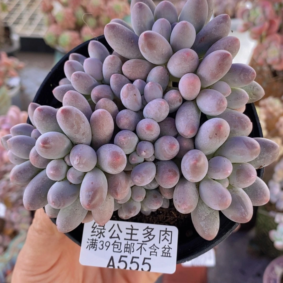 汤圆8cm555多肉植物