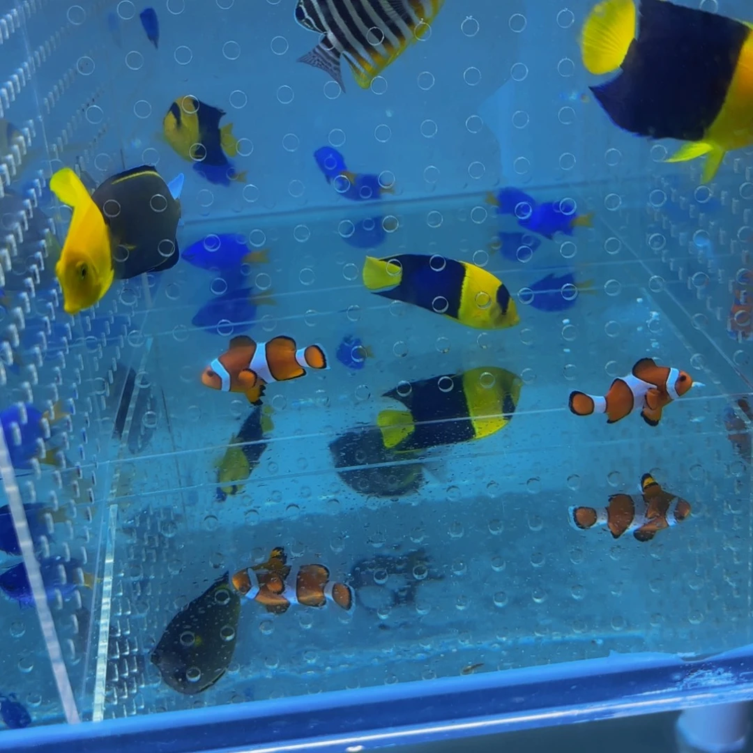 海水鱼黄吊公子2三角吊