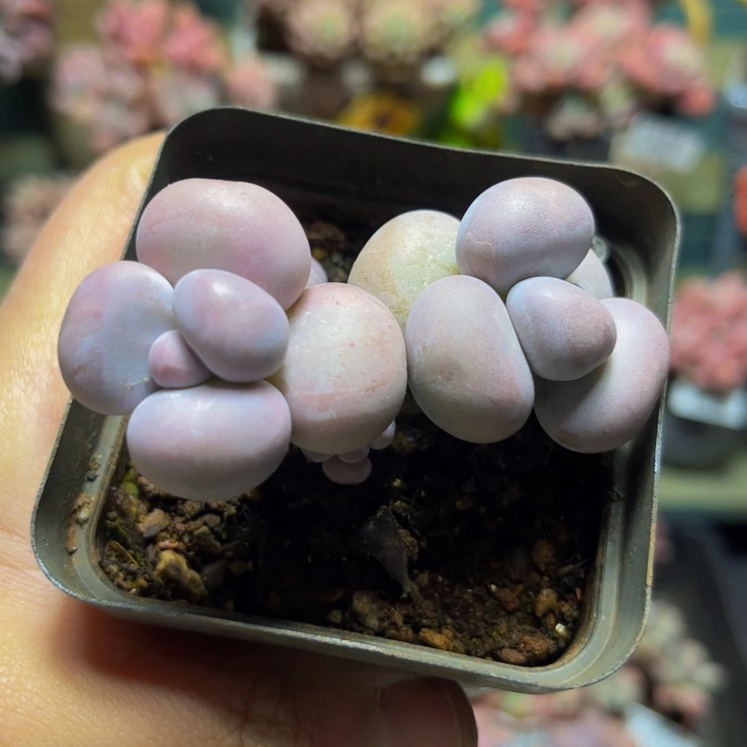 272芭比奶酪7厘米多肉