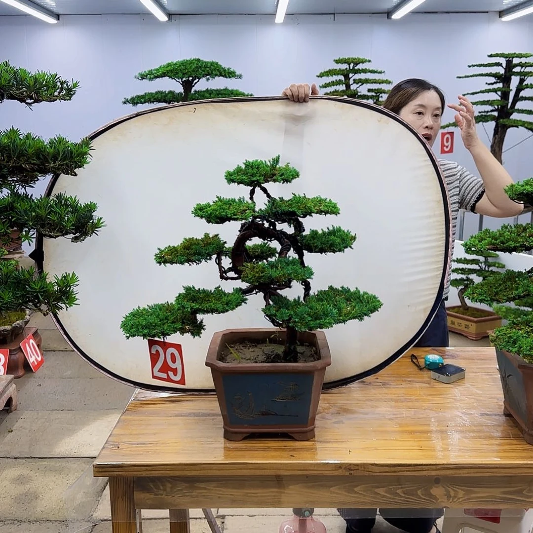 完全开放盆景直播间一物一拍