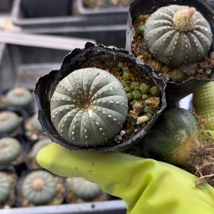 大型士童3厘米起1棵