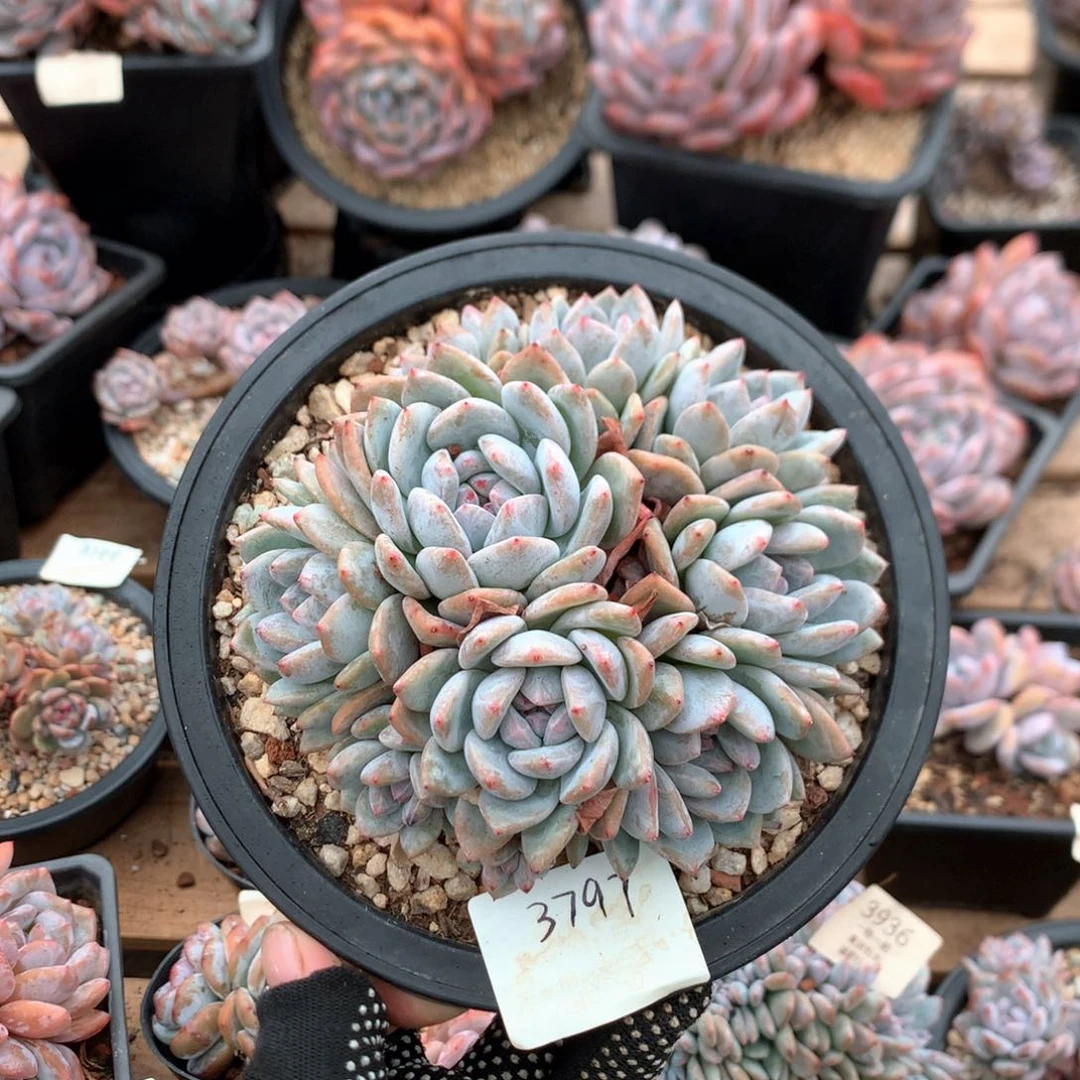 12厘米10头有砍石榴籽捧花3797