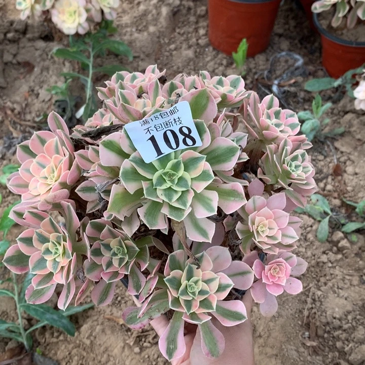108粉女巫手捧4号棚