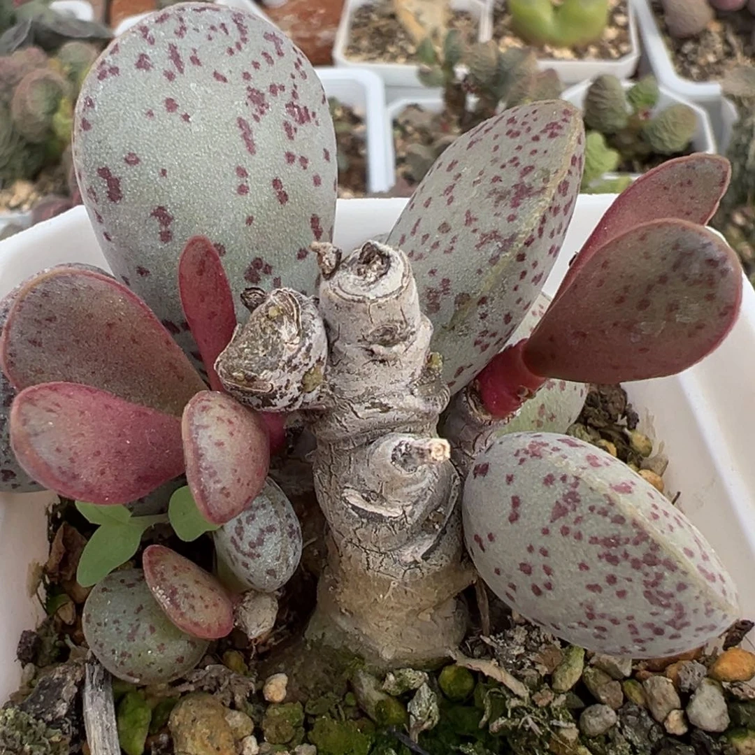 红点粉蛋老桩多肉植物水泡