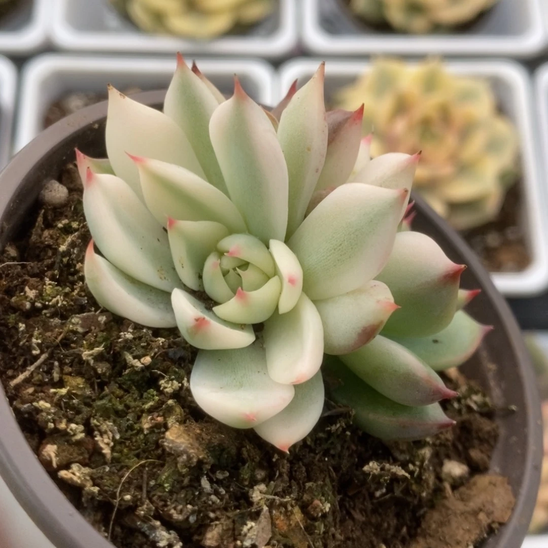 110锦锦锦锦锦锦锦锦