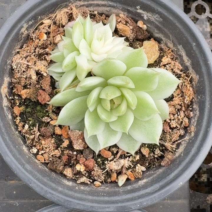 黑水晶底座一物一拍