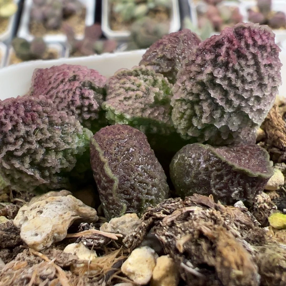 实生新品多头纯木质桩多肉植物水泡