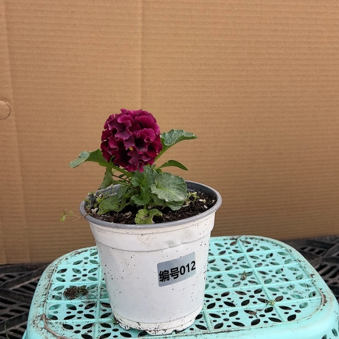 【闪购商品】完全开放012号