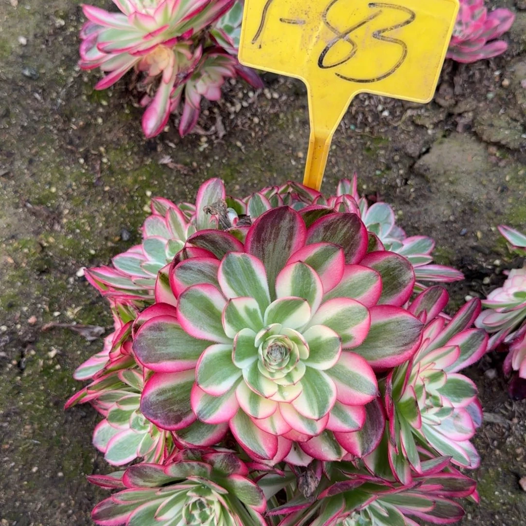 1-83+-+多头多肉植物倾城