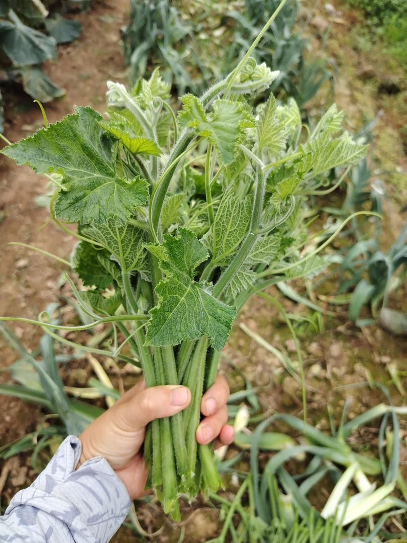 （汉寿芹奋仁）农家露天种植新鲜南瓜尖现摘现发特色菜