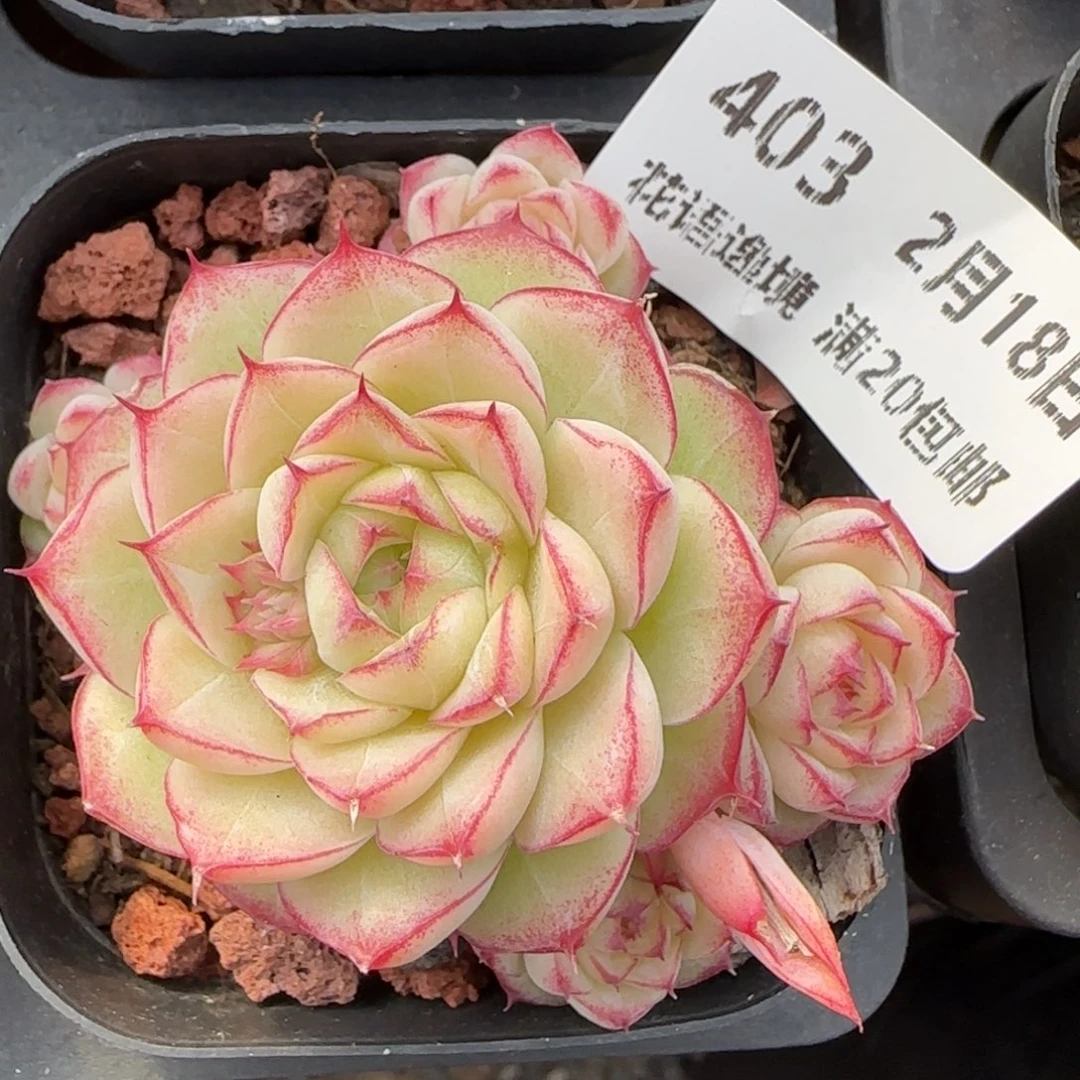 花语逸境0218-403