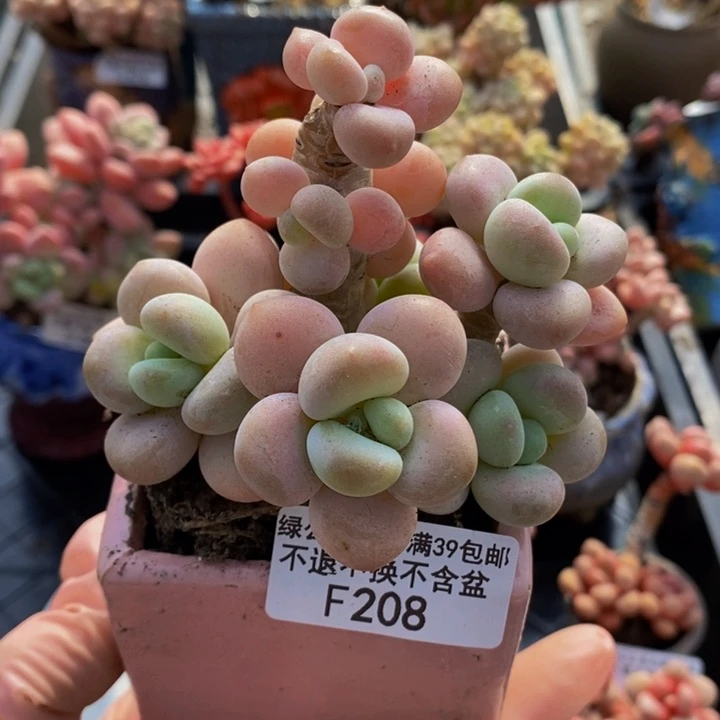 香水洛神老桩8cm208多肉植物