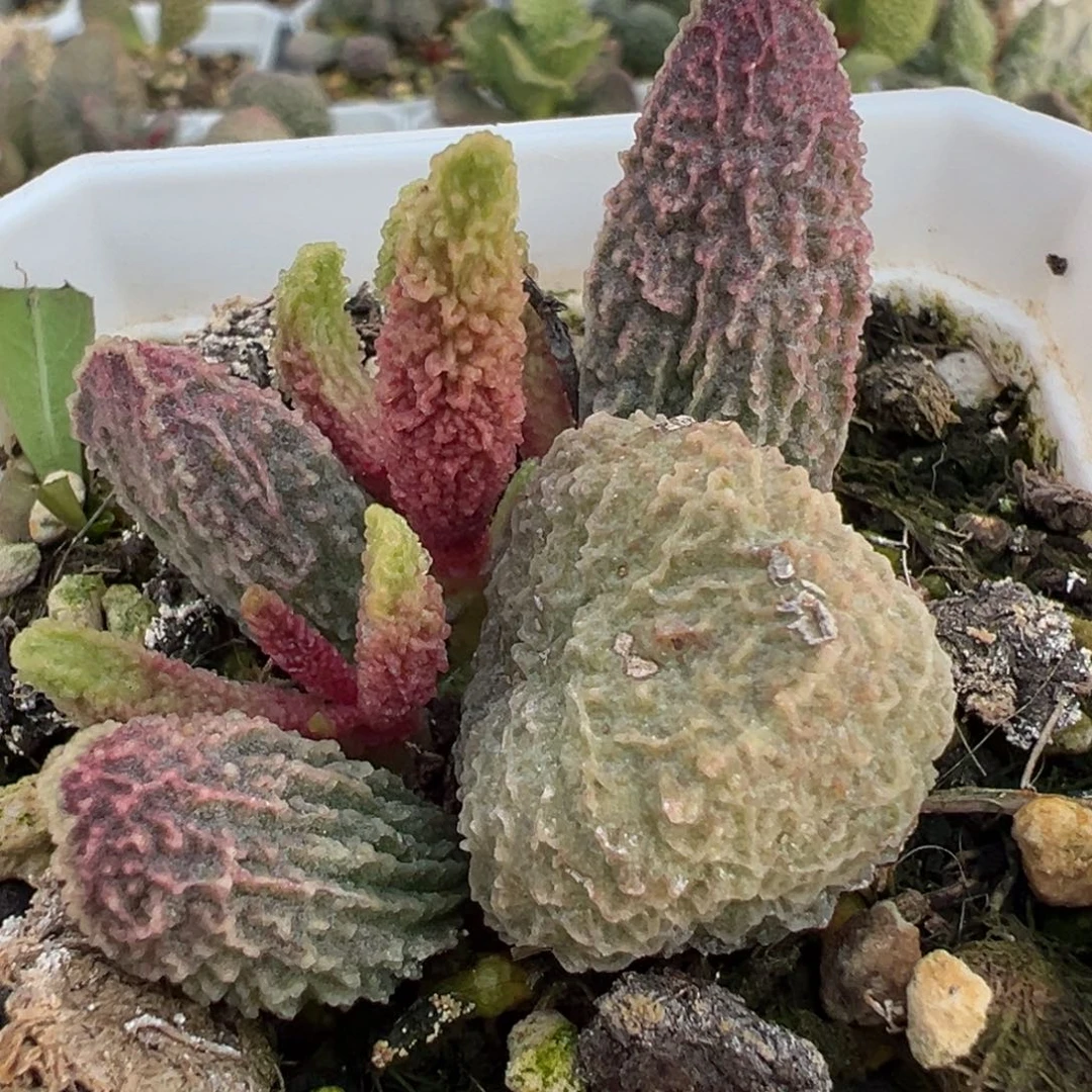 粉色狂野纹路实生大苗