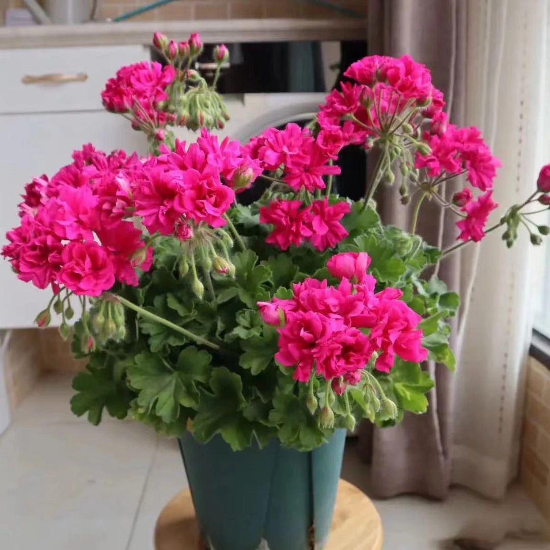 【奢侈品】半兽超级勤花带花苞包对版