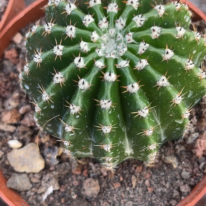 192号实生彩草带盆土