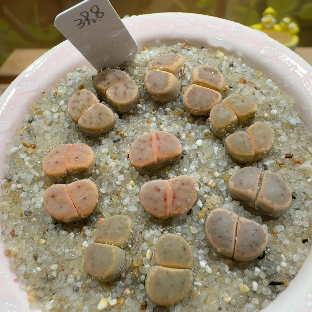 蘑菇1022草莓惜春彩拼多肉植物