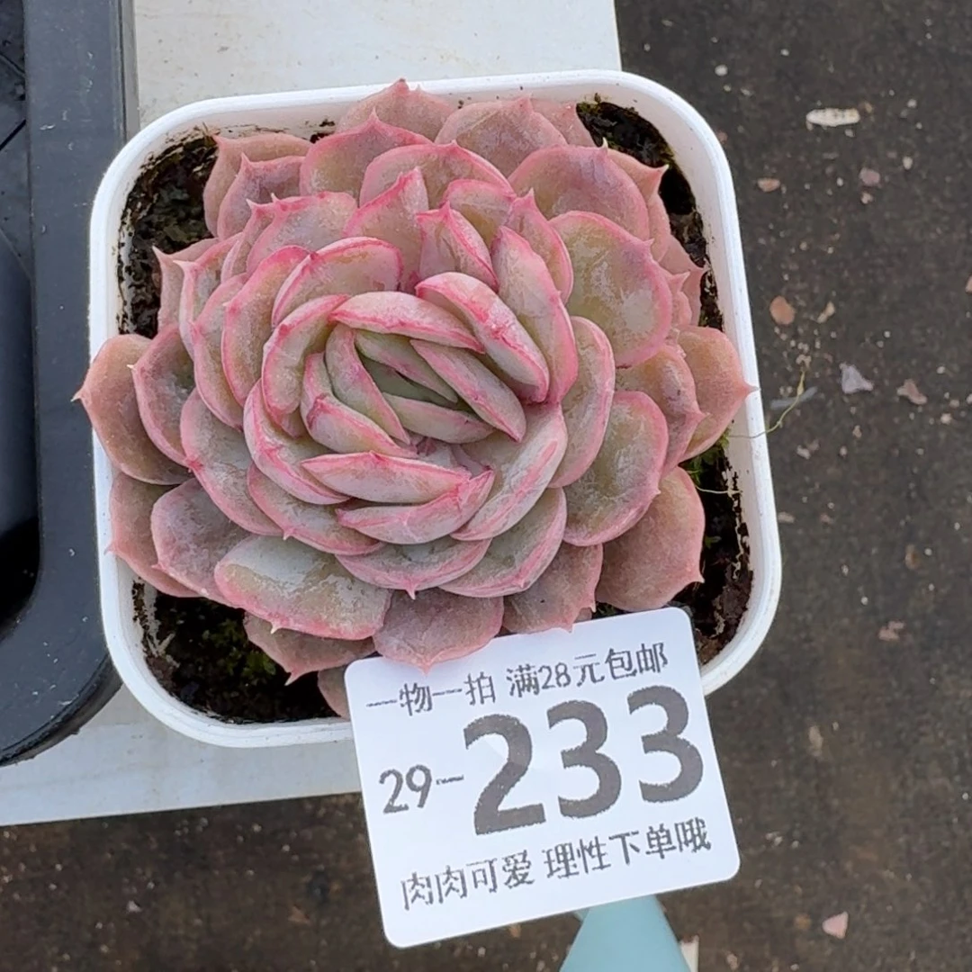 石化昂斯诺无盆土发货