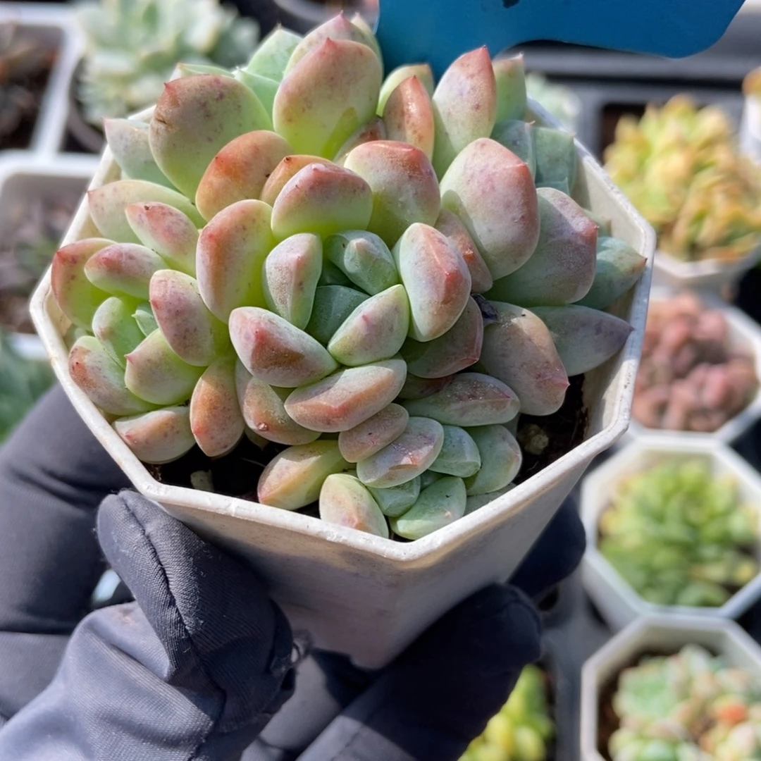 684梦冰多肉植物保护