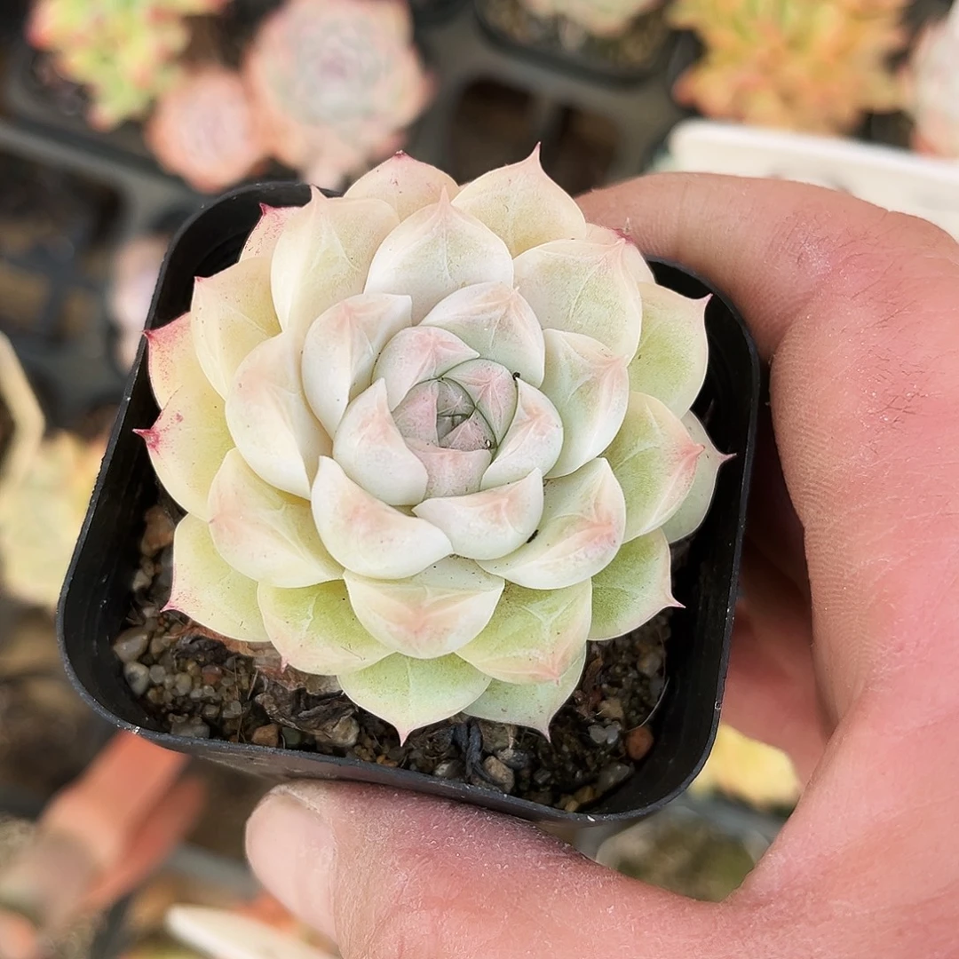 请****188多肉植物提取萃取剂