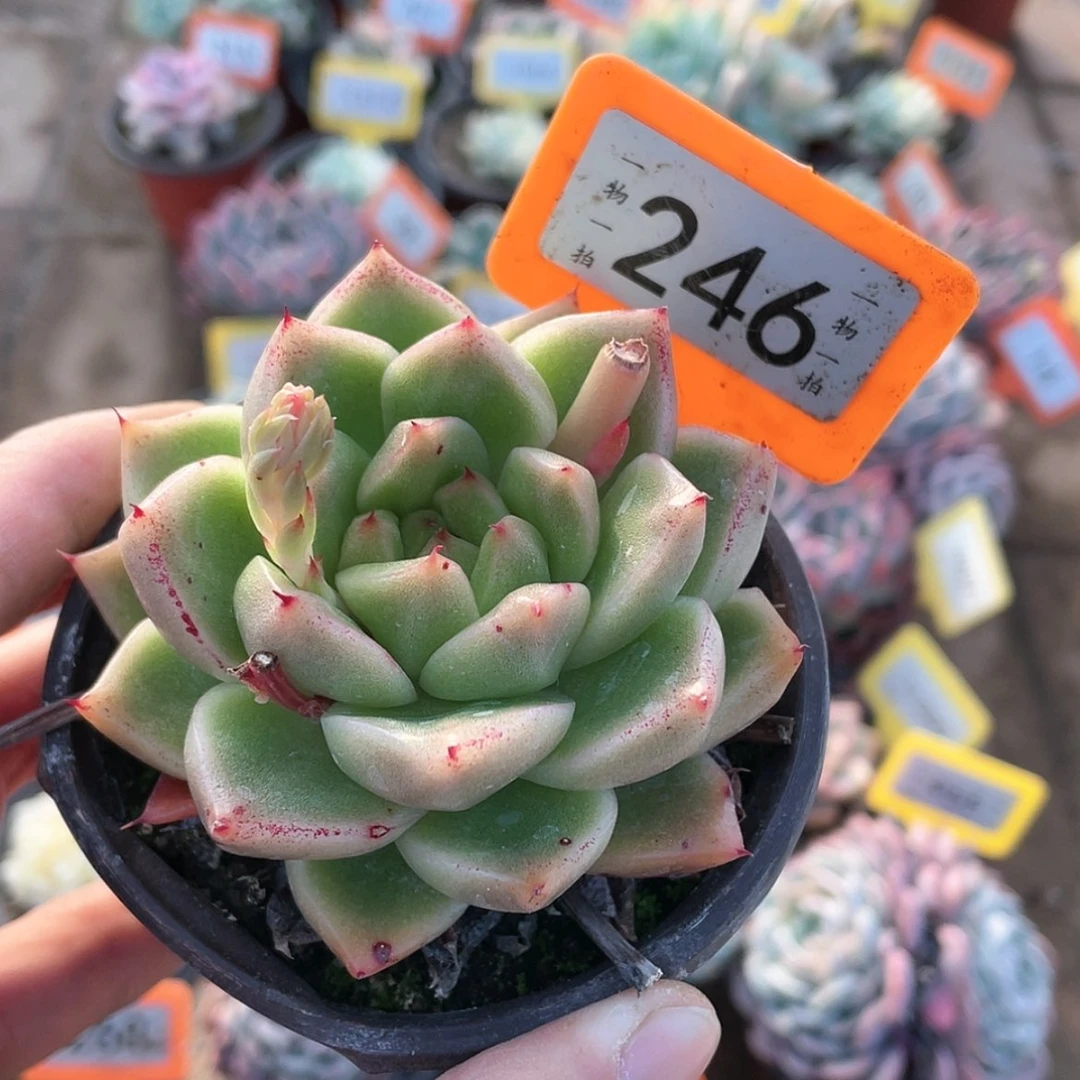 【闪购商品】246号