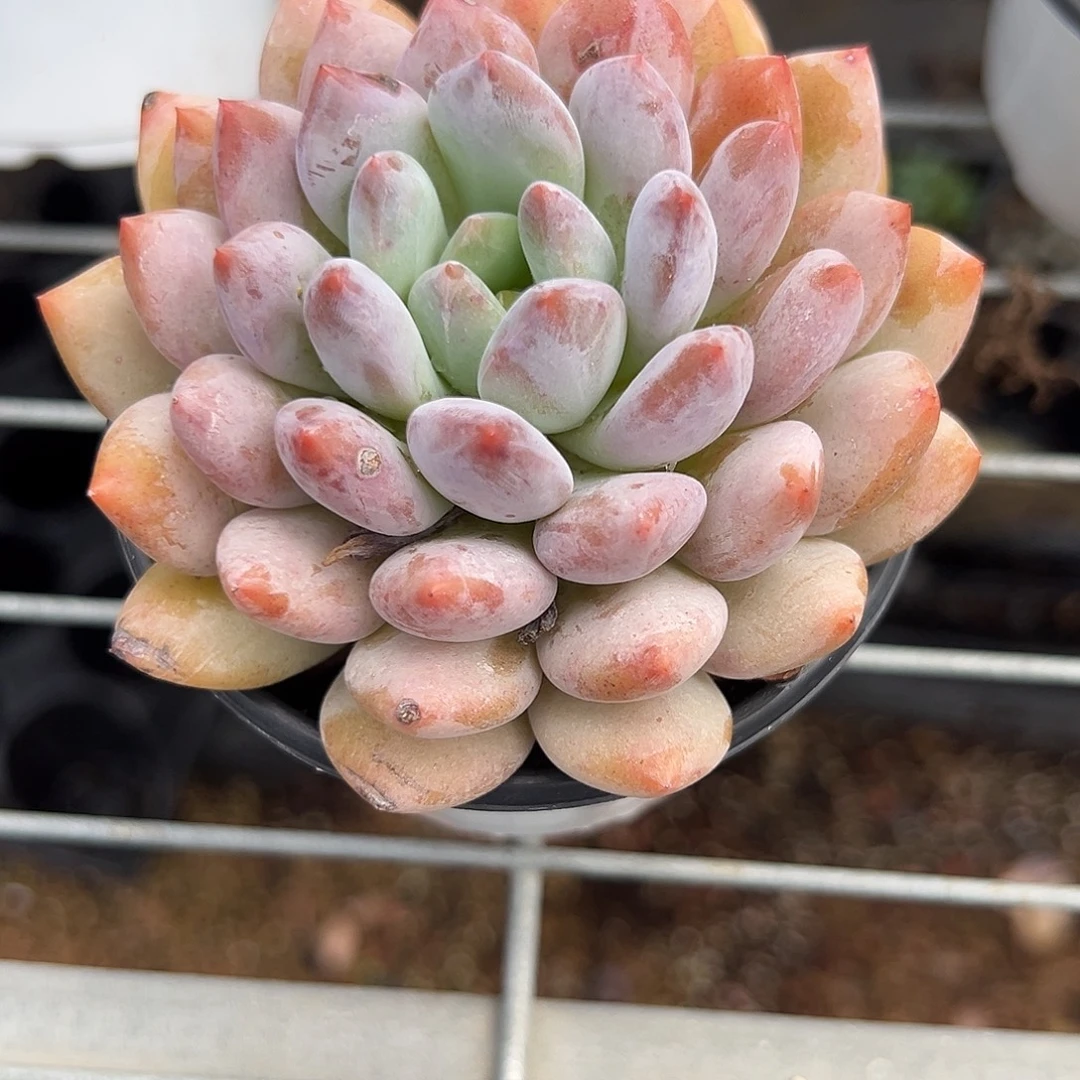 匆***年轻轻松松就能得到一颗半夏