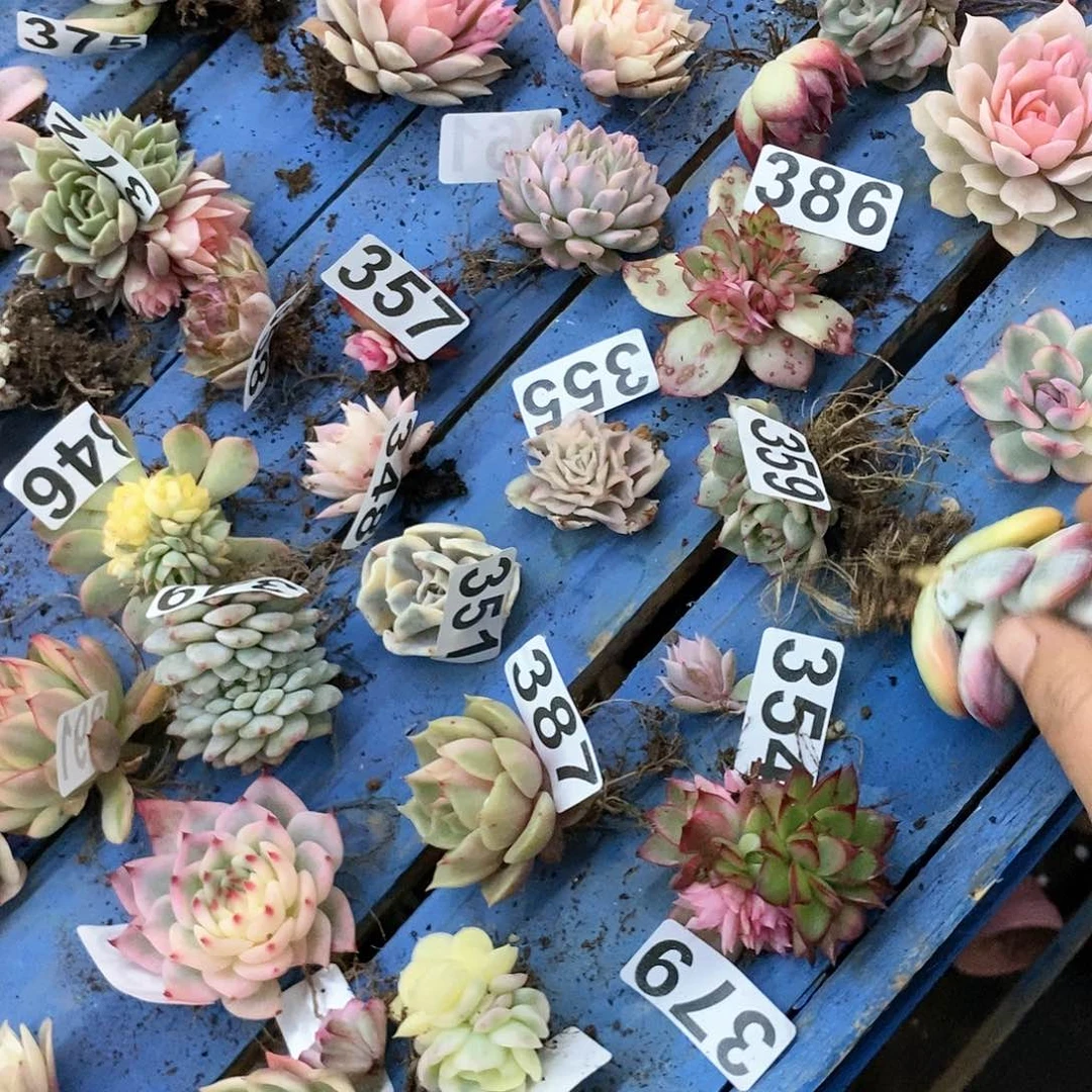 陈*橙406福娘锦多肉植物哇啦塞