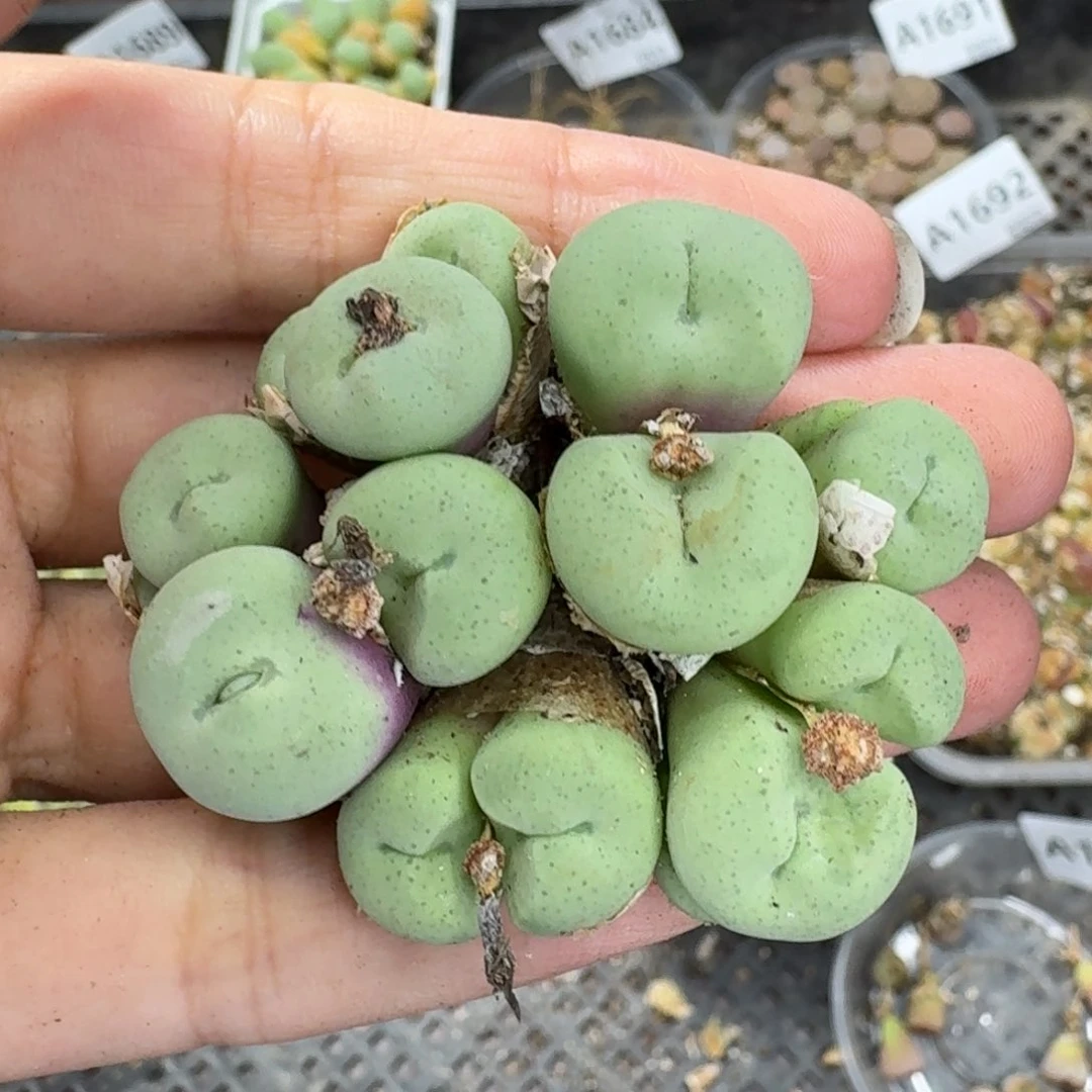 1701 生石花和肉锥