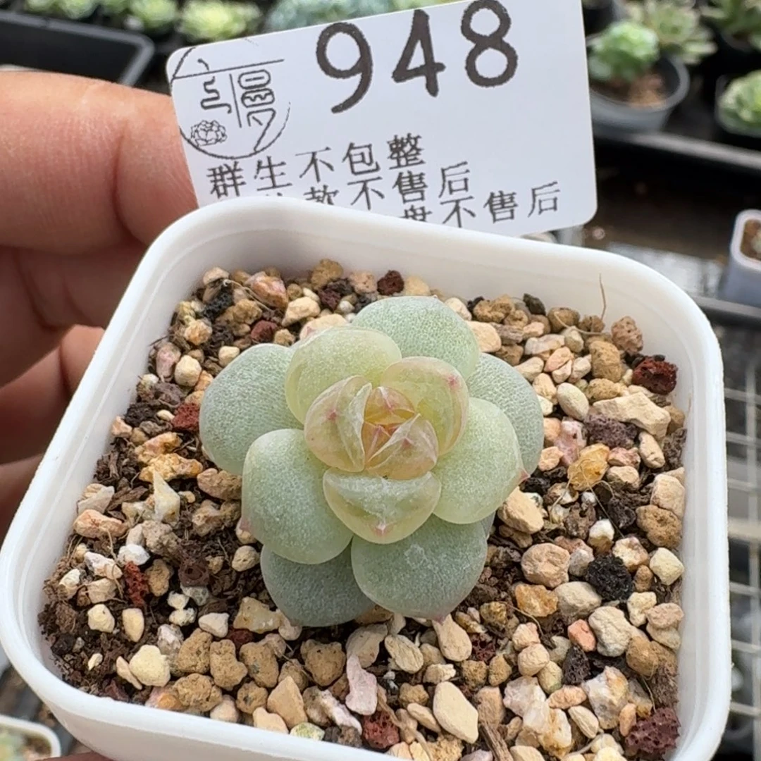 小****如图948云慢实生云芷一个