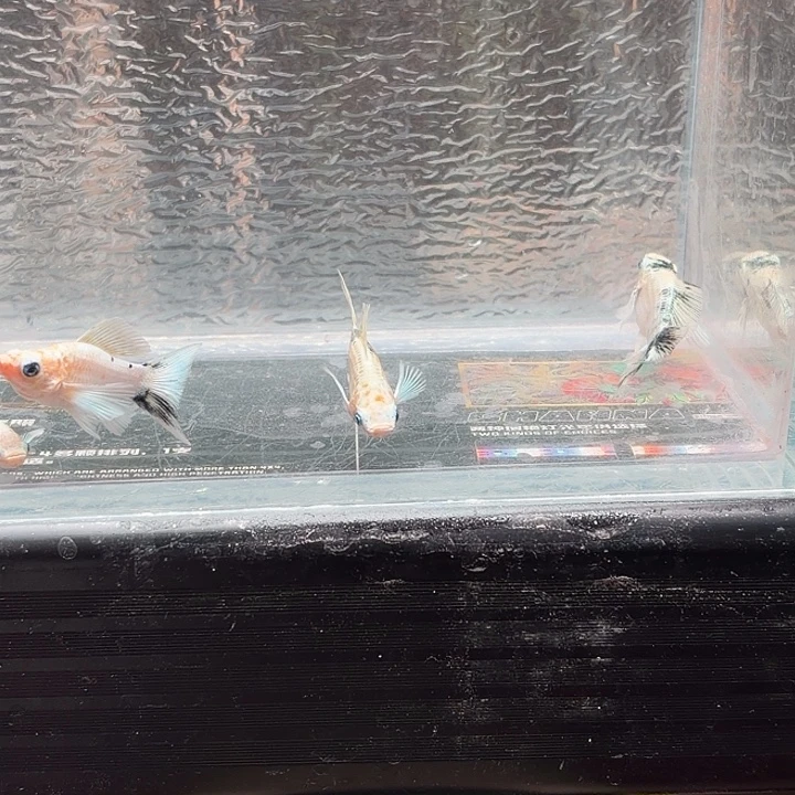 孔雀鱼玛丽鱼崽四条