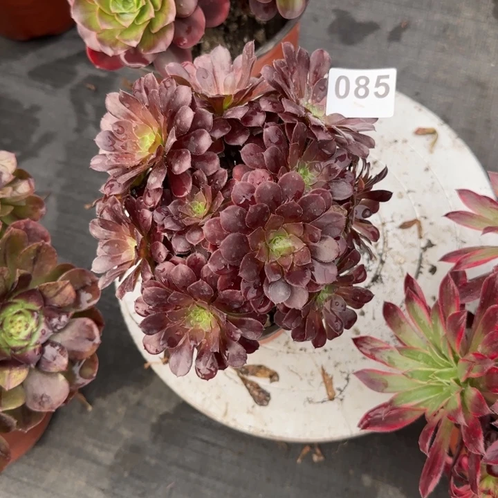 李****多肉植物085黑铜壶085