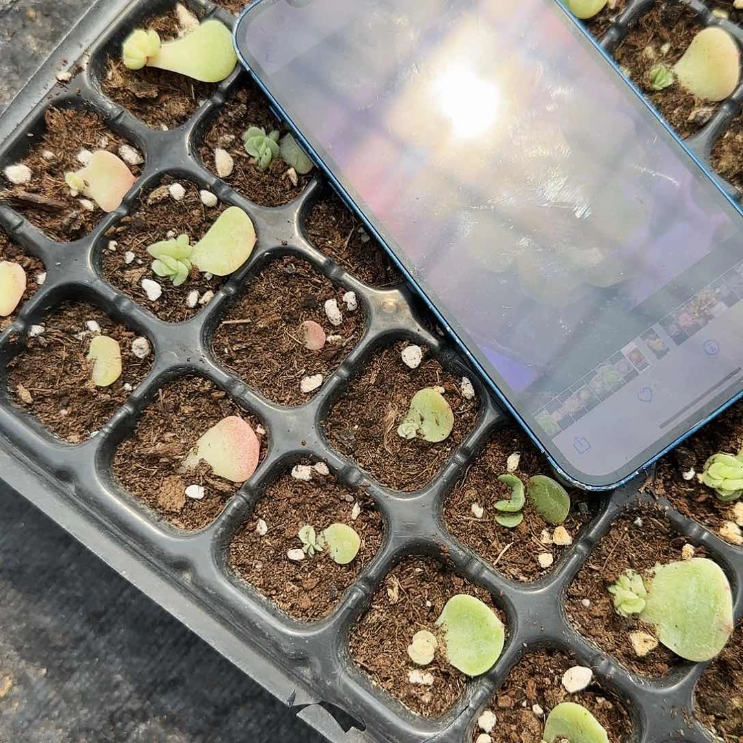 谪仙芝麻穴一个满25包邮