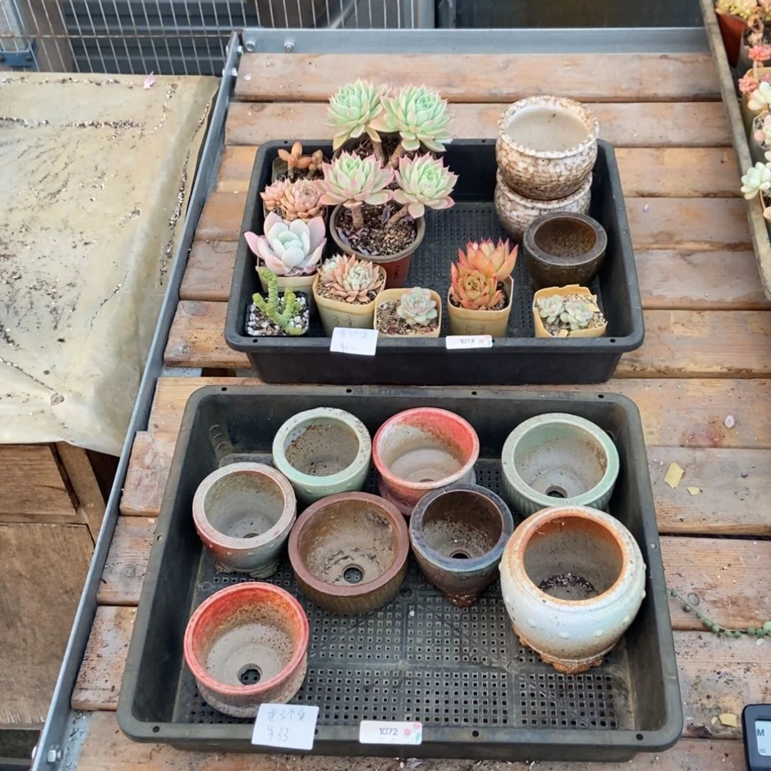 1072号盆八个 歪了个歪