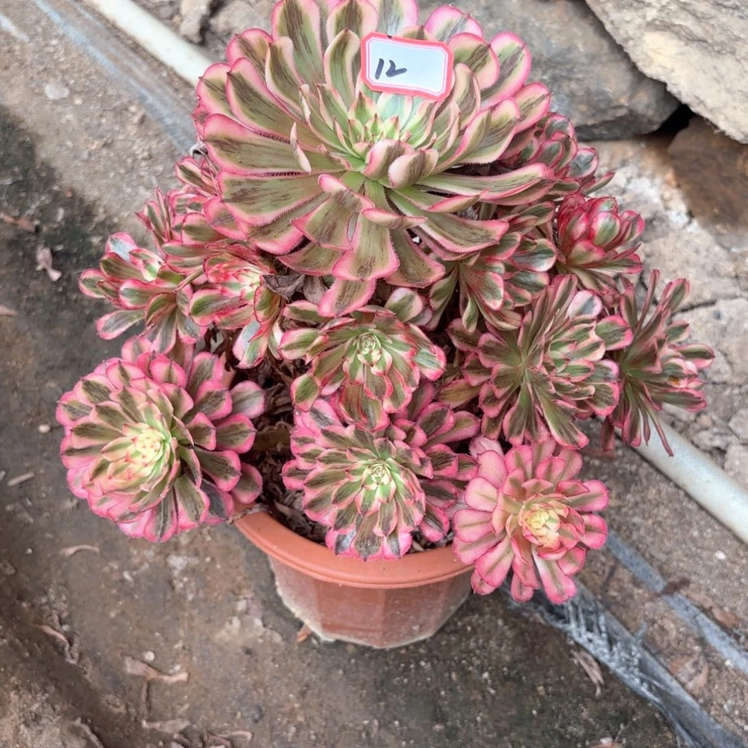 全部花朵无*无12白月光多肉植物