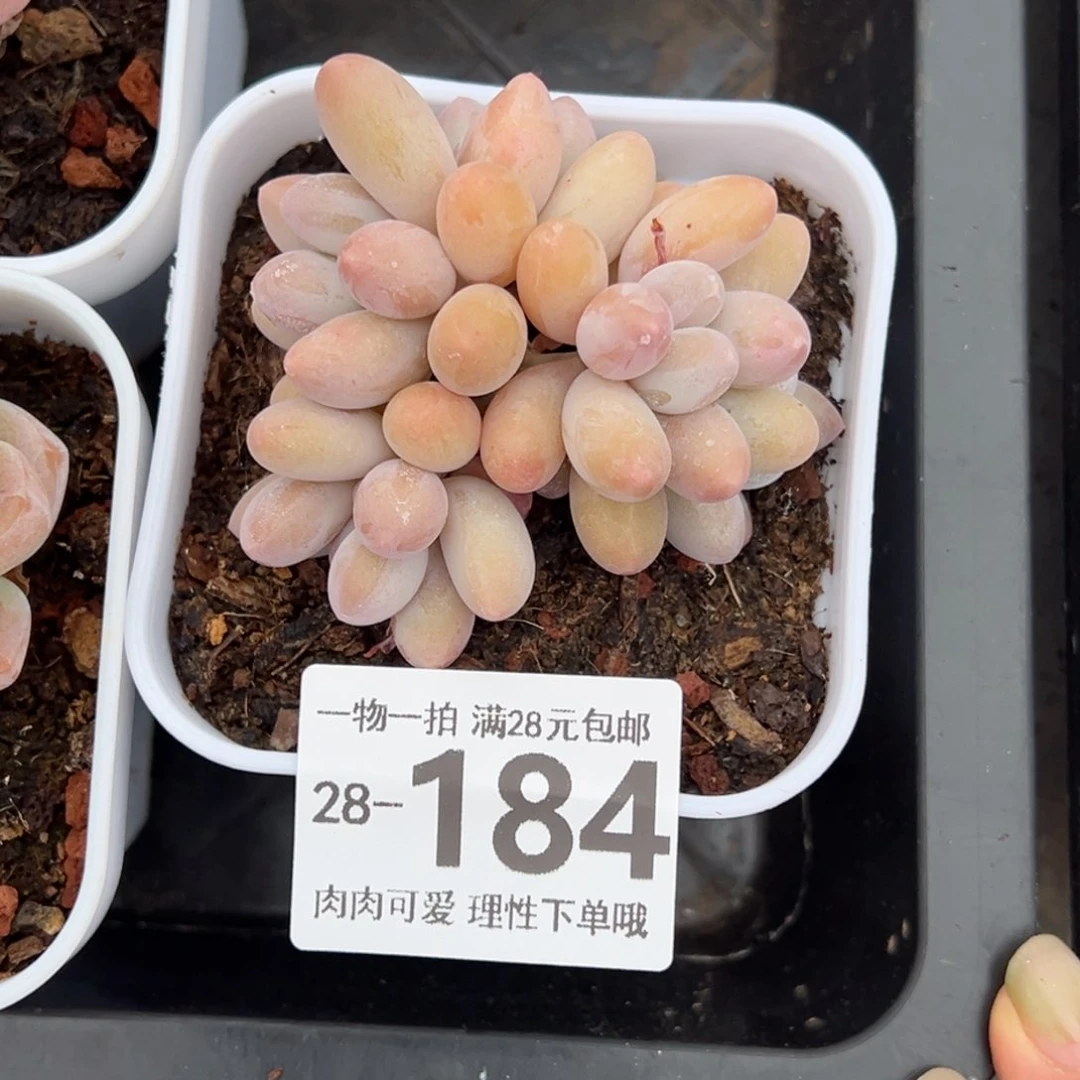 汤圆多肉多肉多肉多肉