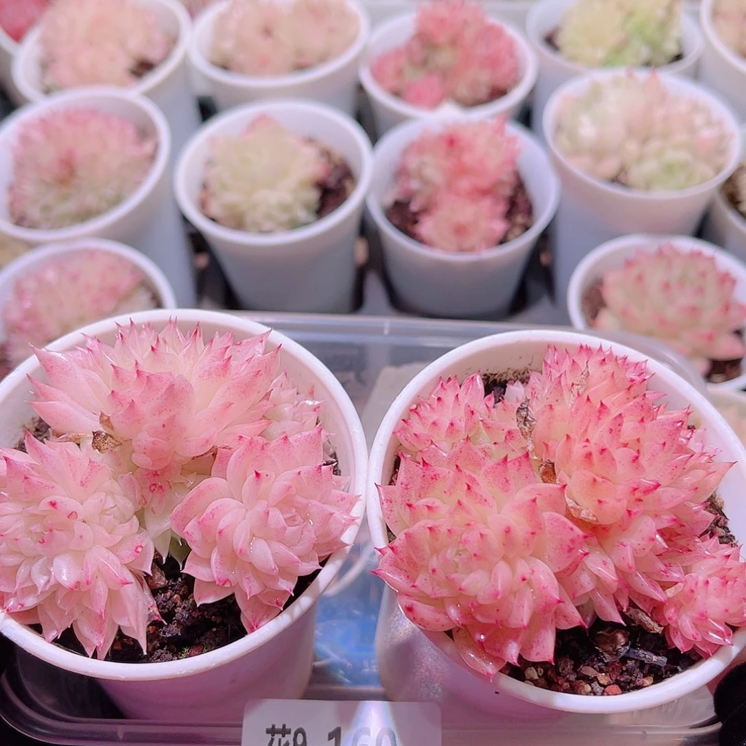 花利美9-160框拍2颗