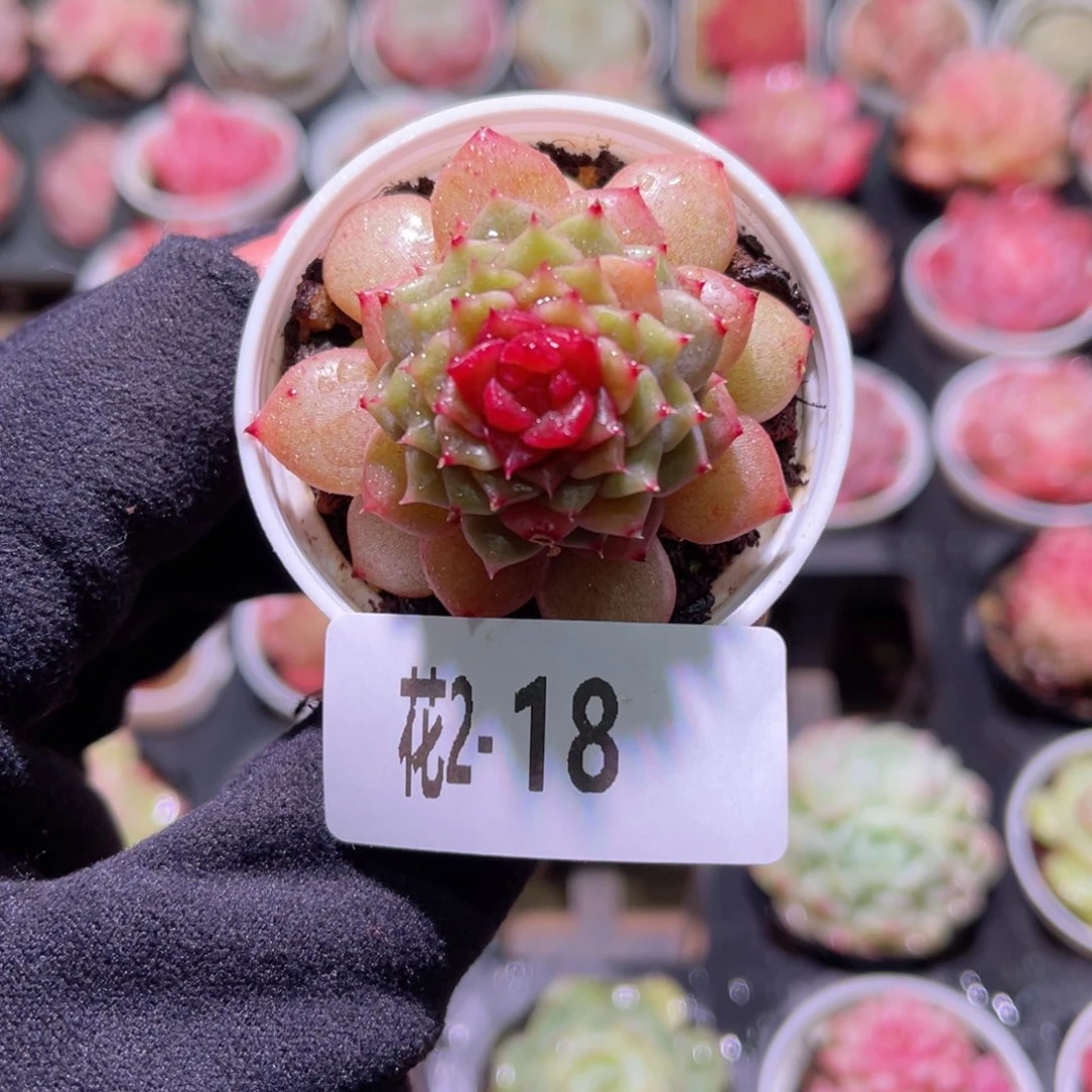 红陶花利美2-18新品单头