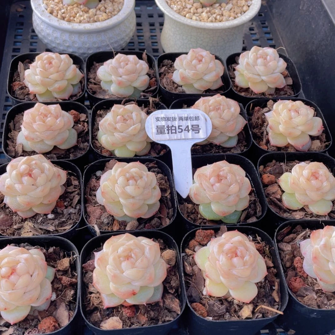 量拍54号优选水晶粉钻单头一个