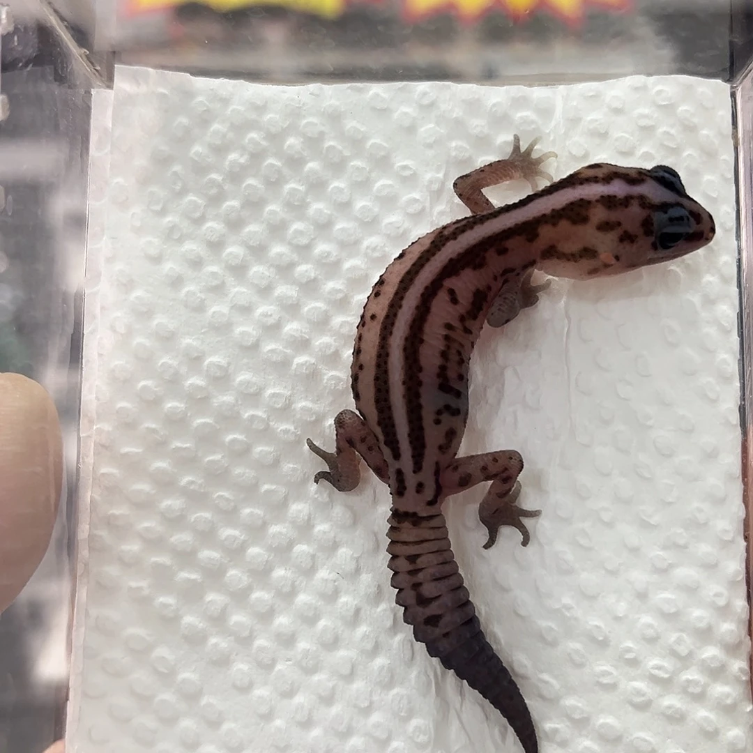 奶牛无纹隐奥利奥 妹妹