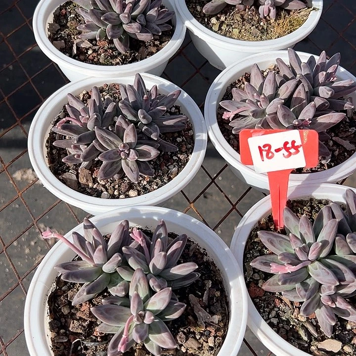 18.55紫体乌卡带盆一个