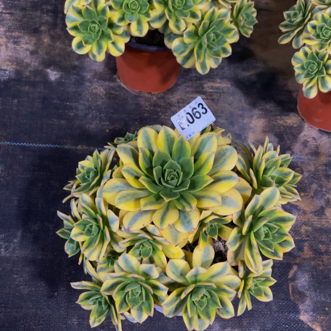 【闪购商品】06300