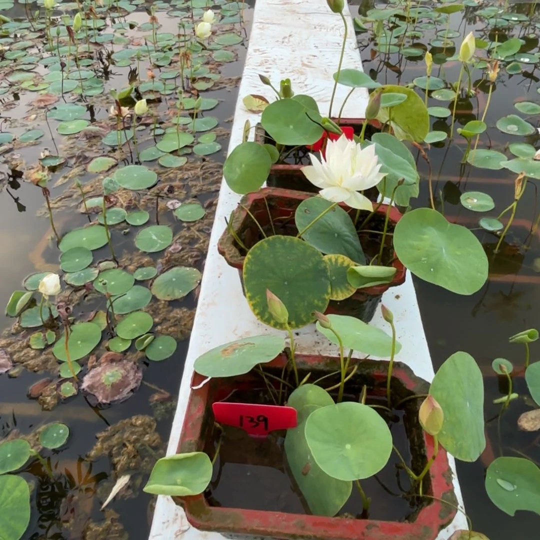 浅***眠全部花苞处子落139号