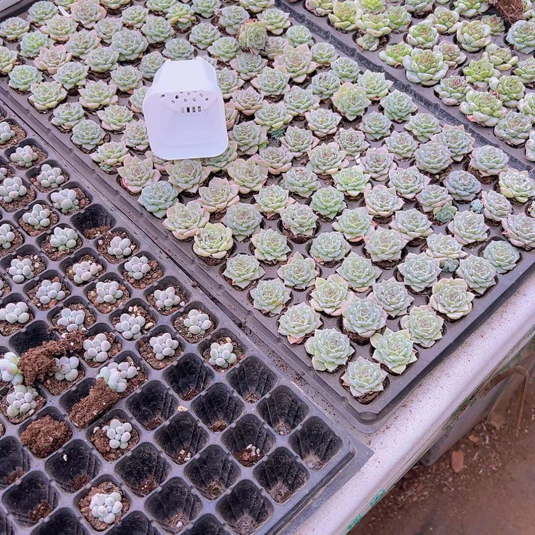 寿桃玫瑰3颗多肉植物